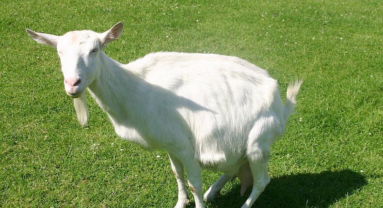 White goat(commons.wikimedia)