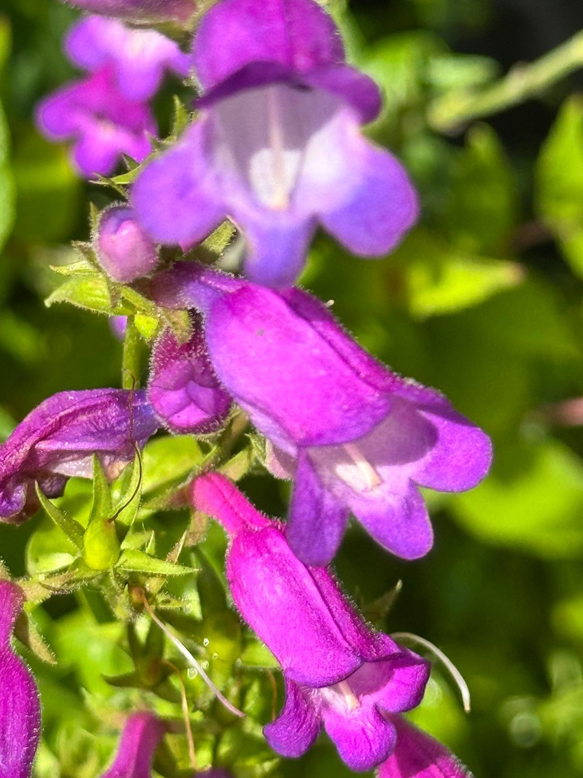 BBC | Foto: The World Garden