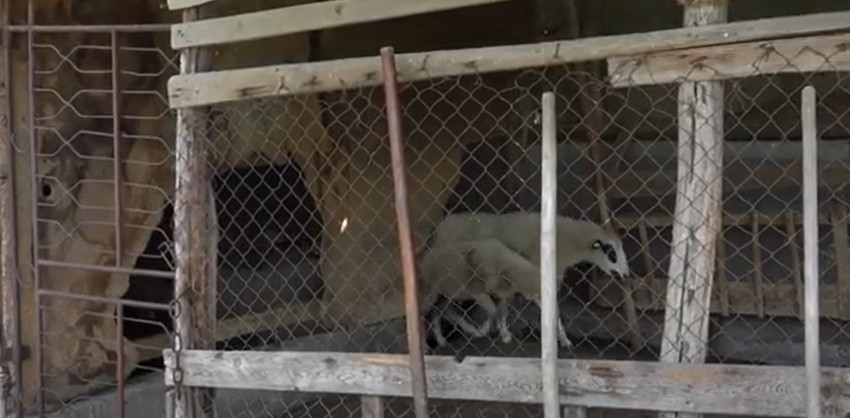 Veterinar Nebojša Novaković ističe kompleksnost problema i posledice napada na stada