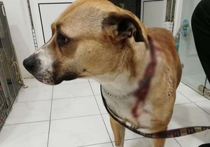 Pas Jagodina izboden