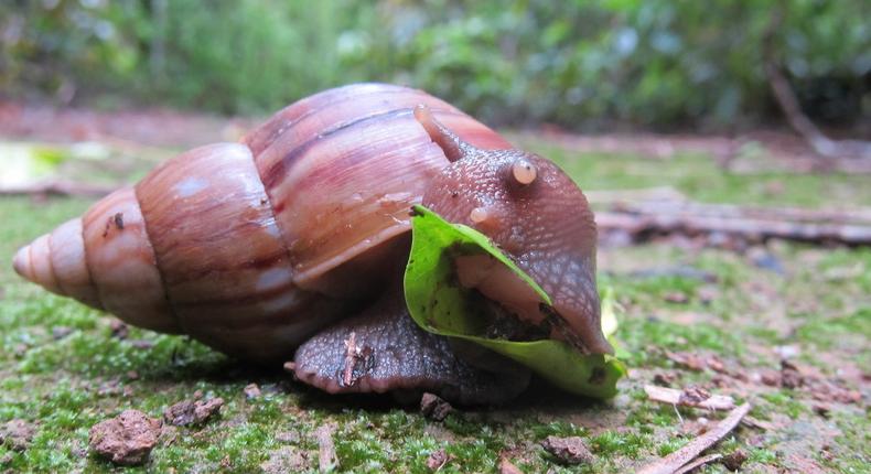 Snail farming as a means of livelihood