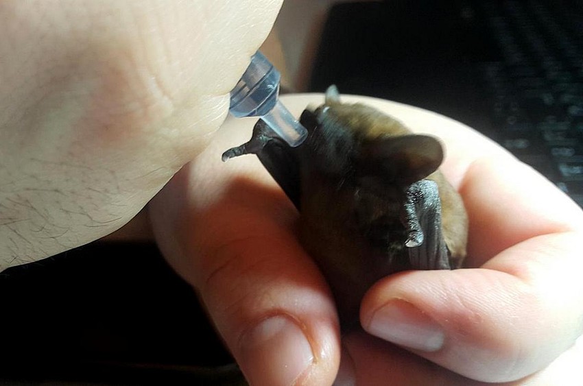 U zoo-vrtu se brinu o dva slepa miša iz Nove opštine