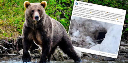 Tak wygląda "niedźwiedzie M1". Tatrzański Park Narodowy udostępnił niecodzienne wideo