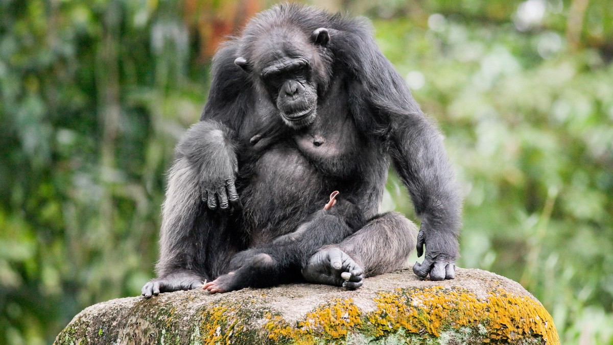 Portrait of a chimpanzee and child