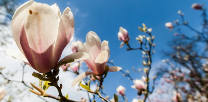 Magnolie zakwitły w Arboretum Kórnickim