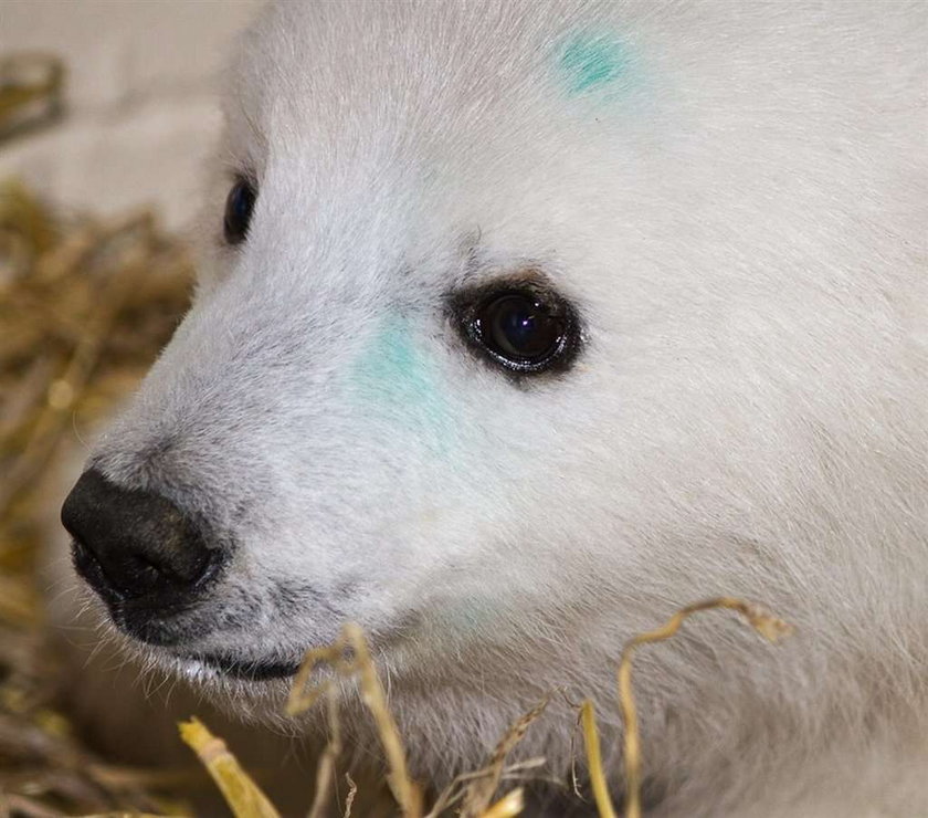 Ursus maritimus, niedźwiedź polarny, miś polarny