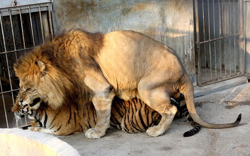 Unterschied Zwischen Tiger Und Löwe
