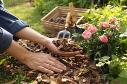 Wysyp w ogrodzie, a nie będzie chwastów. Popularny trik ogrodników