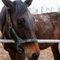 Znęcanie nad końmi w Janowie Podlaskim? Sprawę bada prokuratura