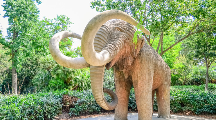 Feldarabolt mamut maradványaira bukkantak magyar régészek /Fotó: Northfoto