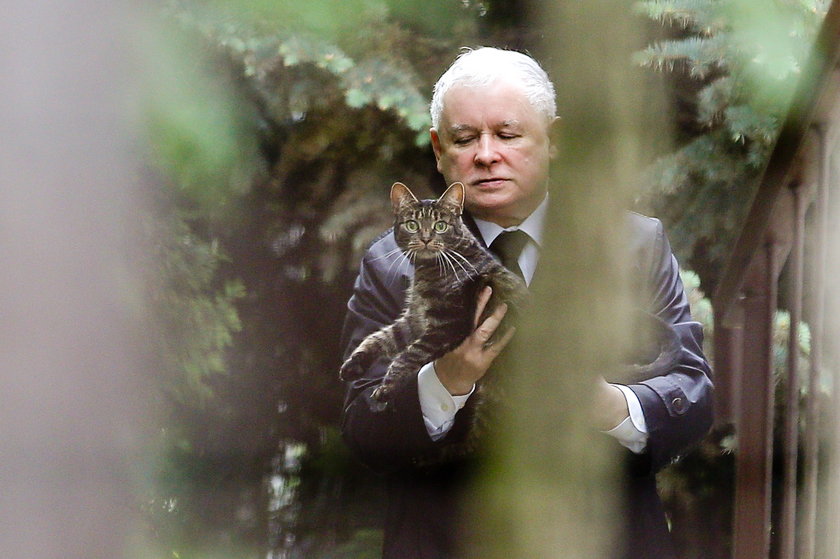 Jarosław Kaczyński ma problemy z kotem