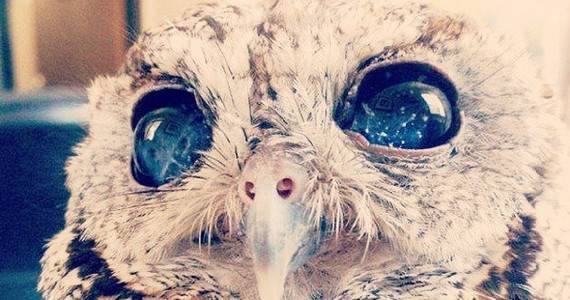 Najsłodszy zwierzak w internecie. Niewidoma sówka, która ma gwiazdy w