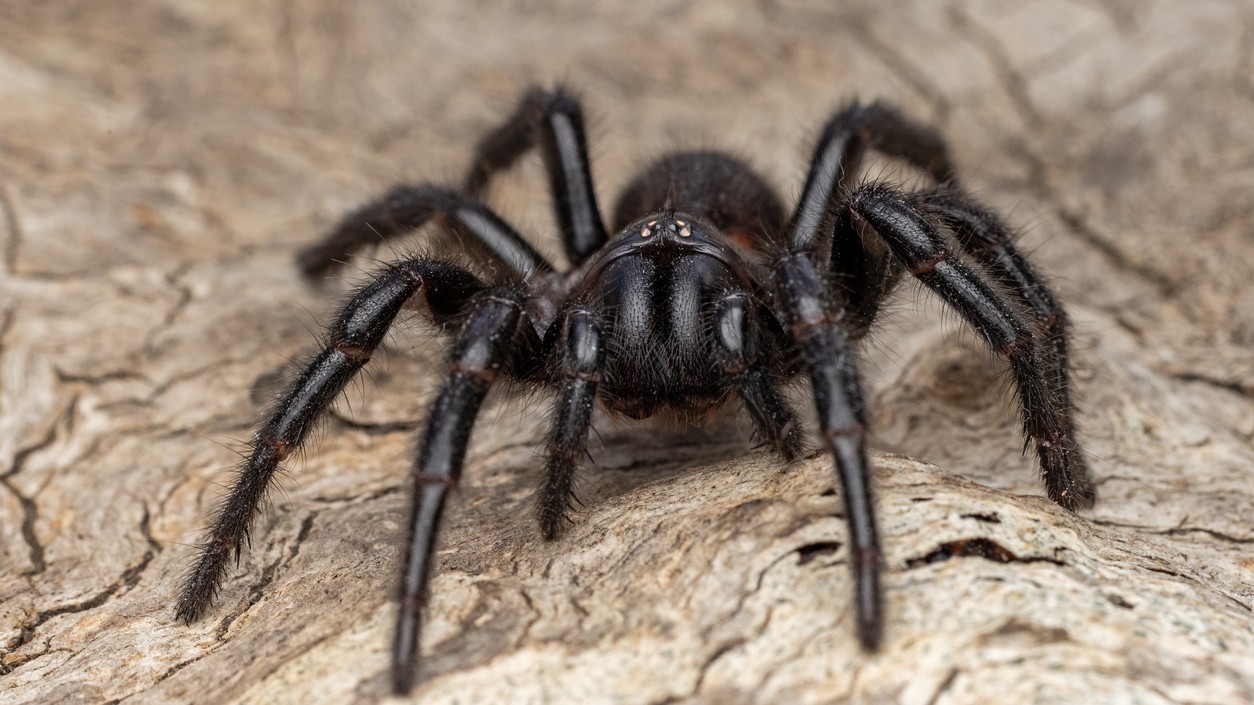 Muž zomrel po tom, čo ho uhryzol pavúk, ktorého si kúpil online. (Ilustračný obrázok)