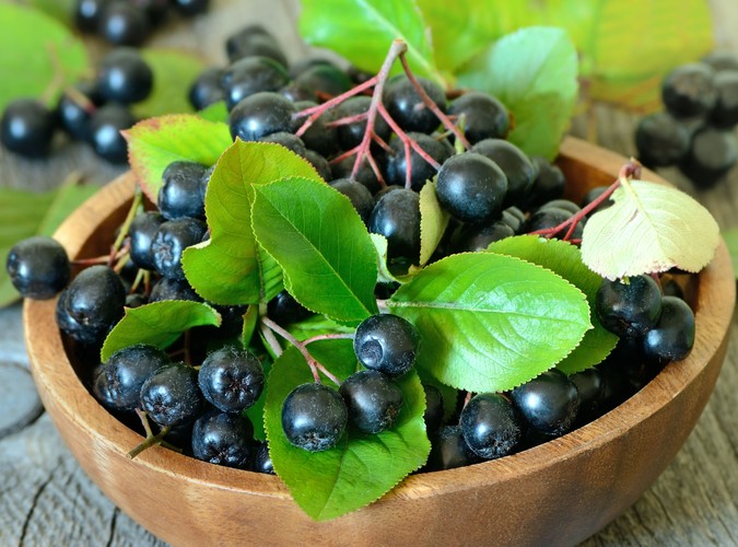 Aronia – królowa zdrowia