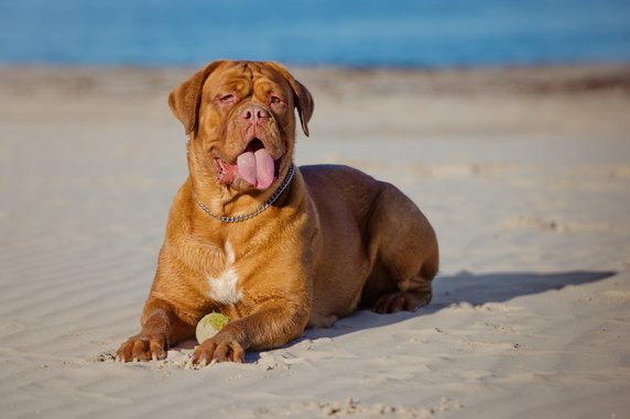 Dogue de Bordeaux to pies, który nie nadaje się do trzymania na dworze - otsphoto/stock.adobe.com