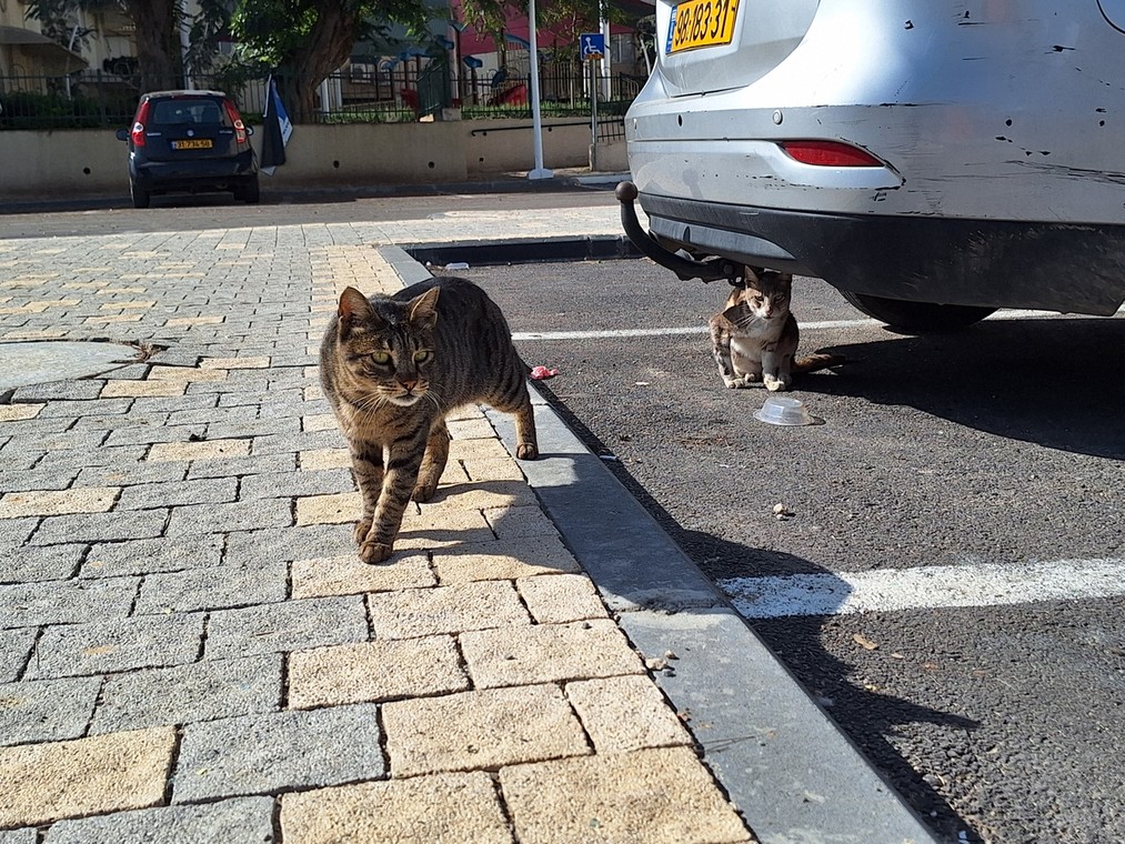 Koty na ulicach Sderot.