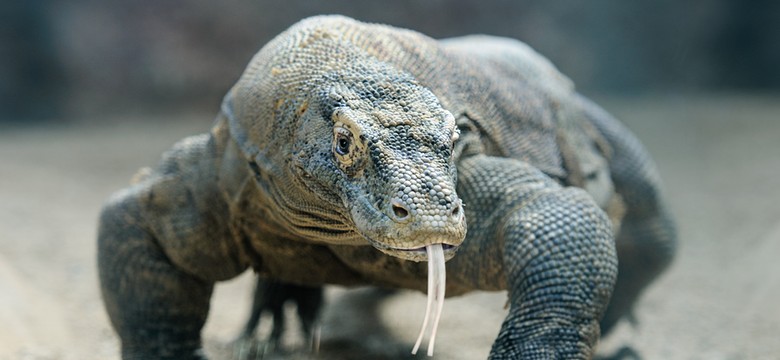 Celnik do pasażera: czy to waran z Komodo w twoich spodniach, czy po prostu cieszysz się na mój widok?