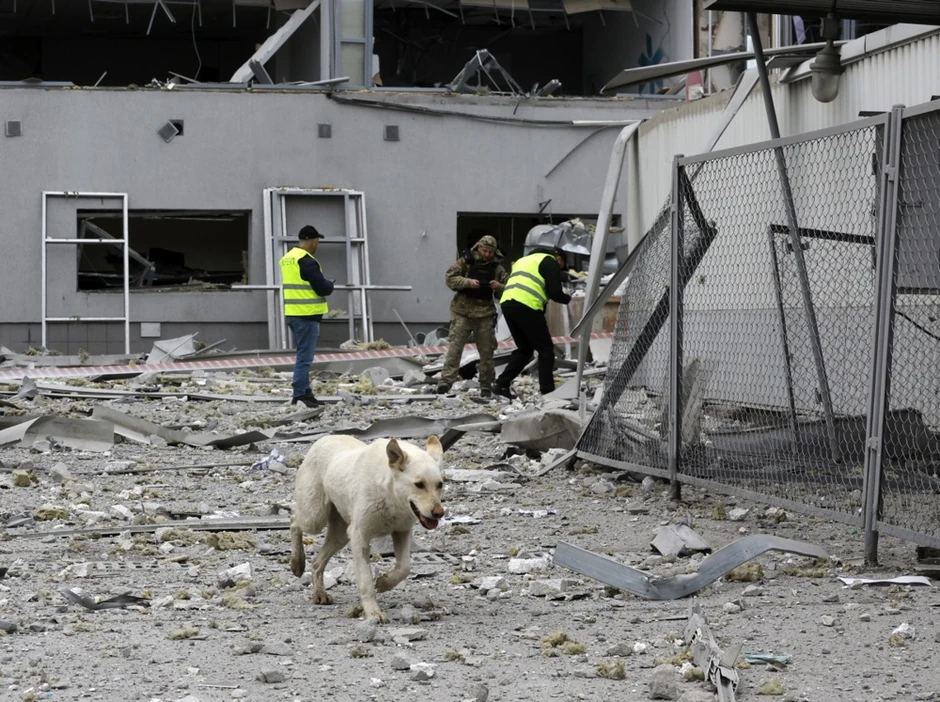 Pas lutalica u Kijevu nakon ruskog raketnog napada 6. aprila 2025.