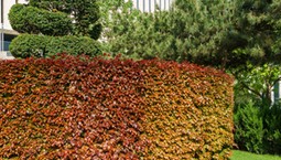 Jaki czerwony krzew na żywopłot? Buk bije tuje na głowę