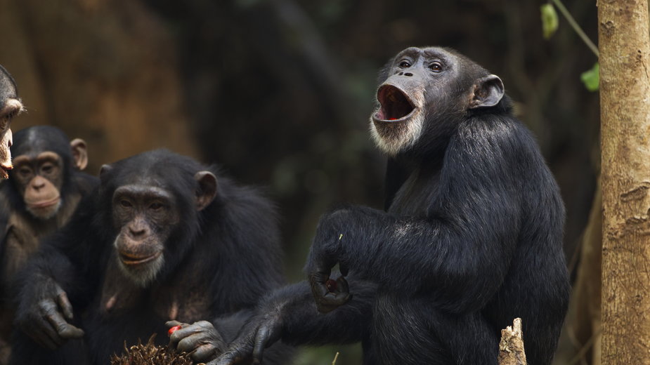 Sposób komunikowania się małp intryguje naukowców 