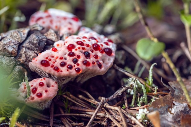 Kolczakówka piekąca, czyli krwawiący grzyb jak z horroru