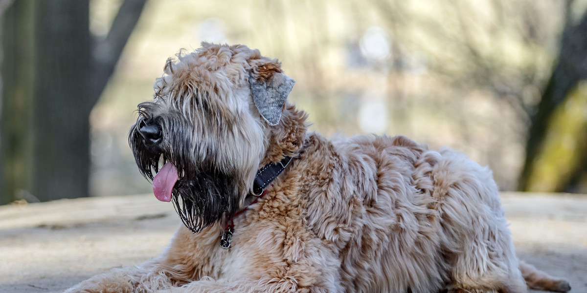 The soft-coated wheater terrier is about average at following orders.