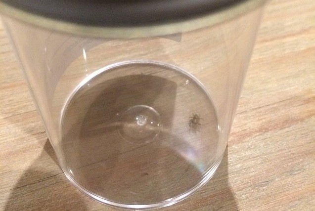 Pająk, którego Katie Melua miała w uchu