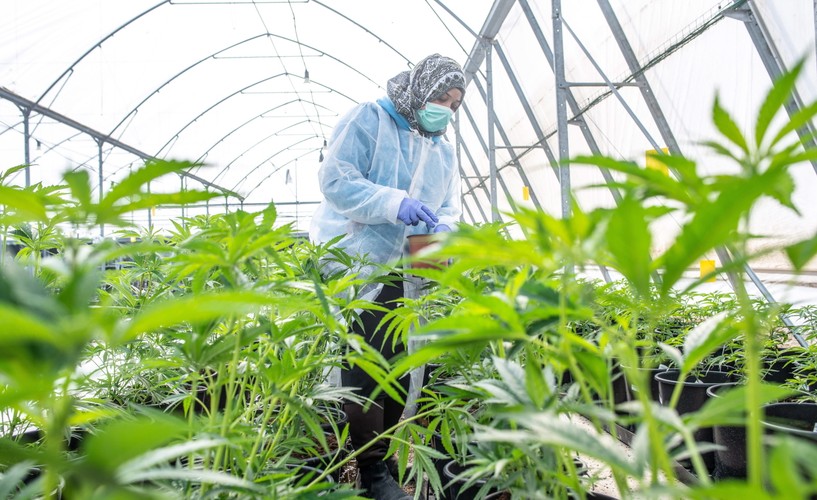 PRODUKCJA MEDYCZNEJ MARIHUANY W IZRAELU