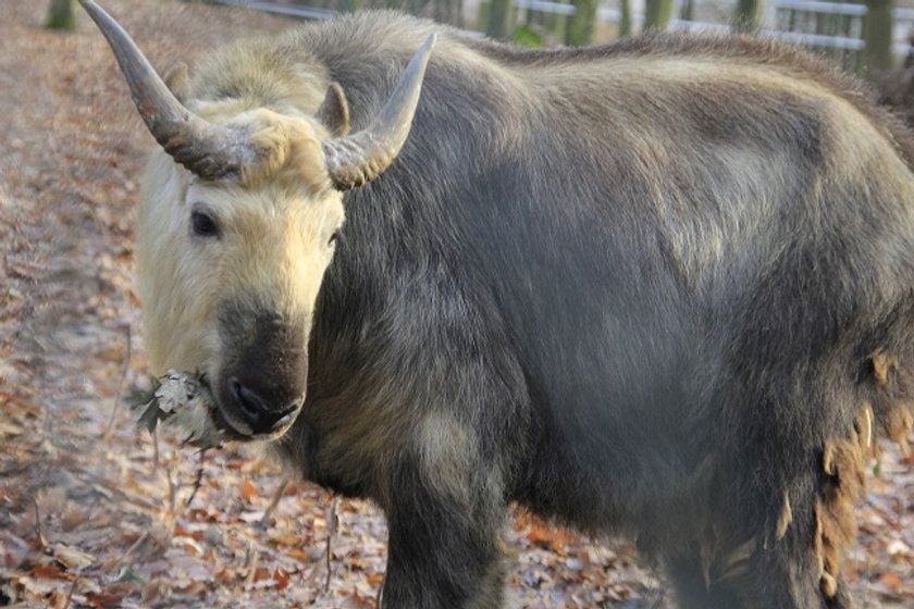 Takiny zamieszkały w poznańskim zoo