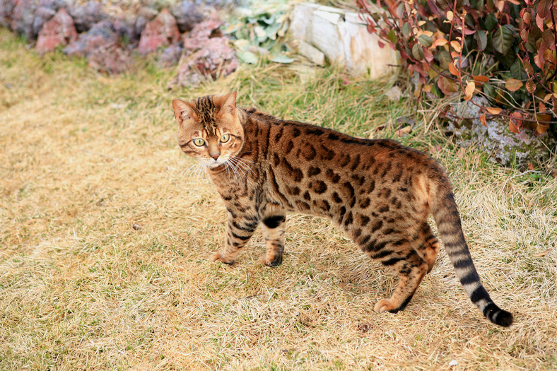 Kot bengalski - największe rasy kotów domowych 