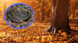 Nadleśnictwo ostrzega: to zwierzę może ukrywać się w liściach. Jak się chronić?