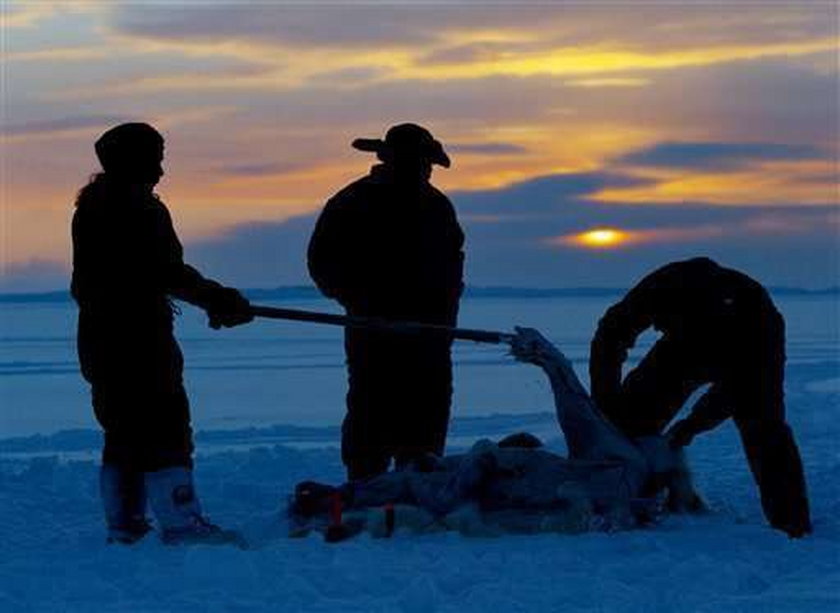 Ursus maritimus, niedźwiedź polarny, miś polarny