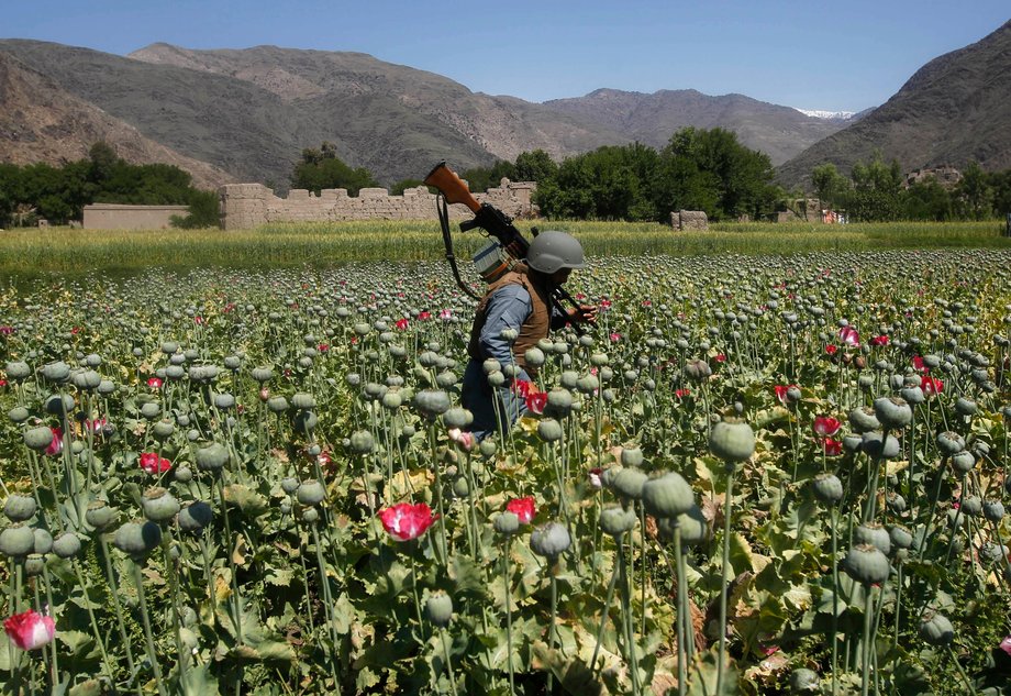 An Afghan policeman destroys poppies during a campaign against narcotics in Kunar province, April 29, 2014.