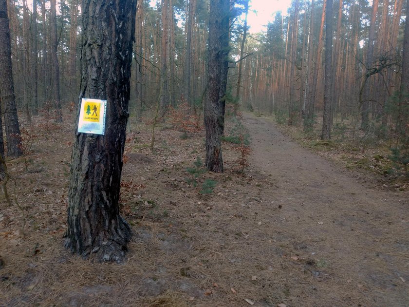  Lasy znów mogą zostać zamknięte. Dworczyk o obostrzeniach