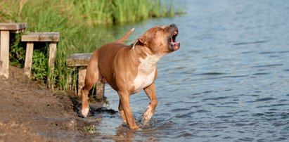 Amstaff zaatakował w Szczecinku kąpiących się nastolatków i gryzł ich po twarzach. Jeden zaczął się topić