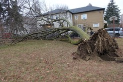 Kiedy sąsiad może żądać usunięcia drzewa? Drzewa w granicy działki - przepisy 2026