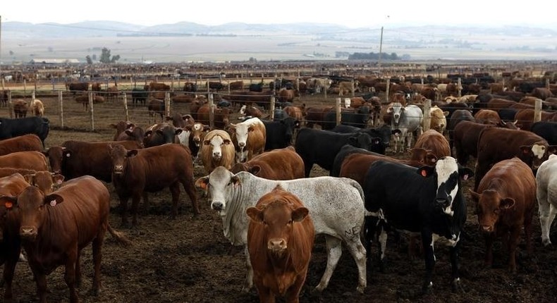 Cows are seen at a Karan Beef farm outside Heidelberg, south-east of Johannesburg April 13, 2011. REUTERS/Siphiwe Sibeko