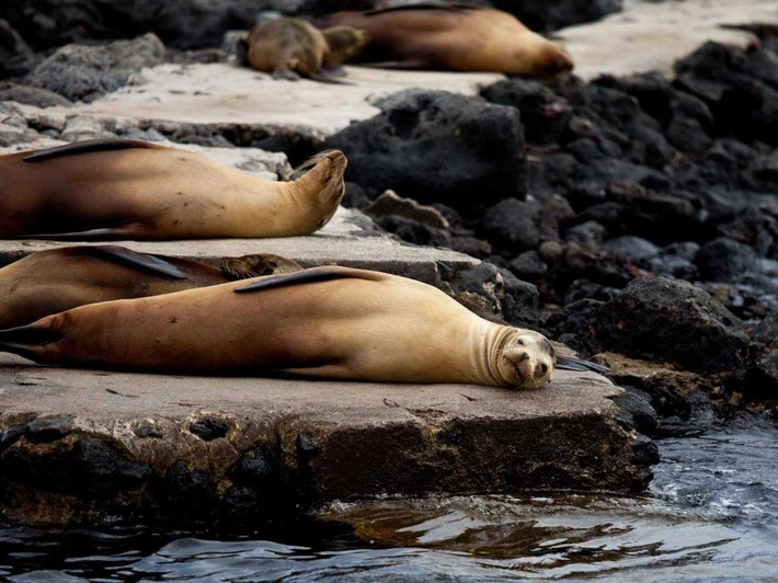 1. Galapagos, Ekwador