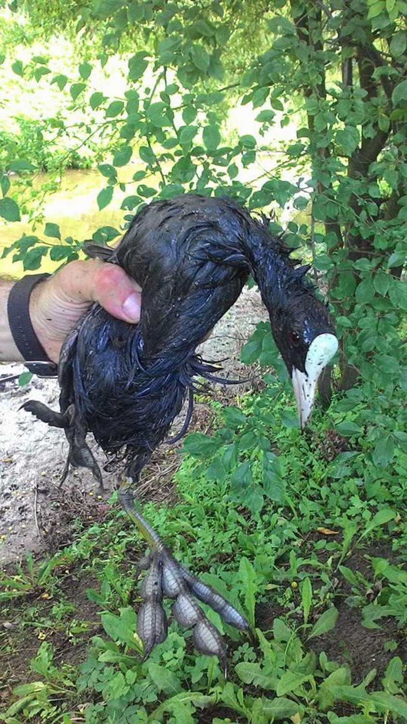 Animal Patrol w Łodzi ratował kaczki, które pływały w stawie pełnym ropy