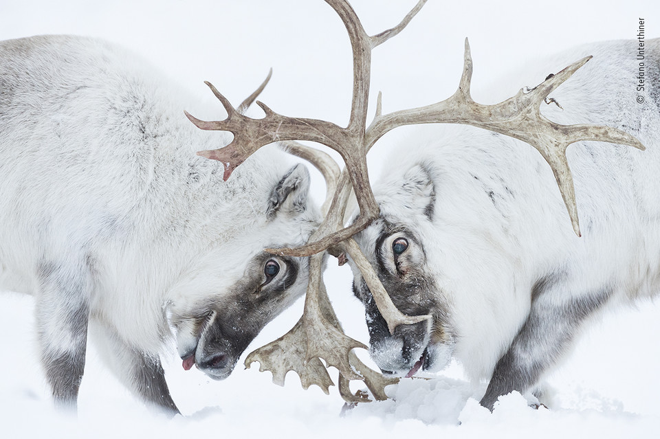 Zwycięzcy Wildlife Photographer of the Year 2021