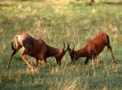 Samice antylop biją się o samca