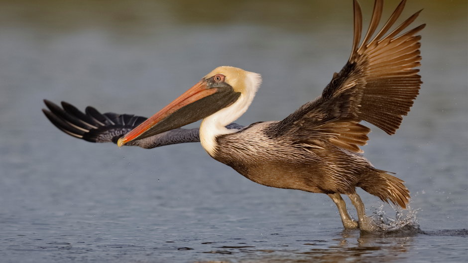 W czym pelikan brunatny przypomina pterozaura z Angoli?
