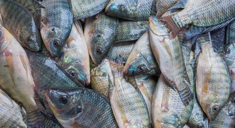 tilapia-