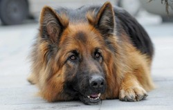 Komisarz Alex i jego opiekunowie. QUIZ dla fanów serialu