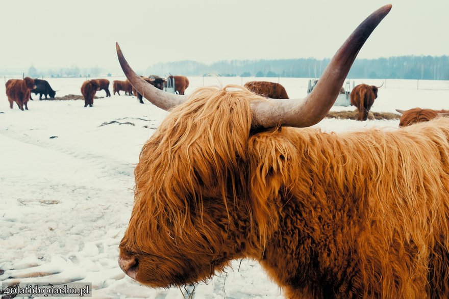 Highland Cattle