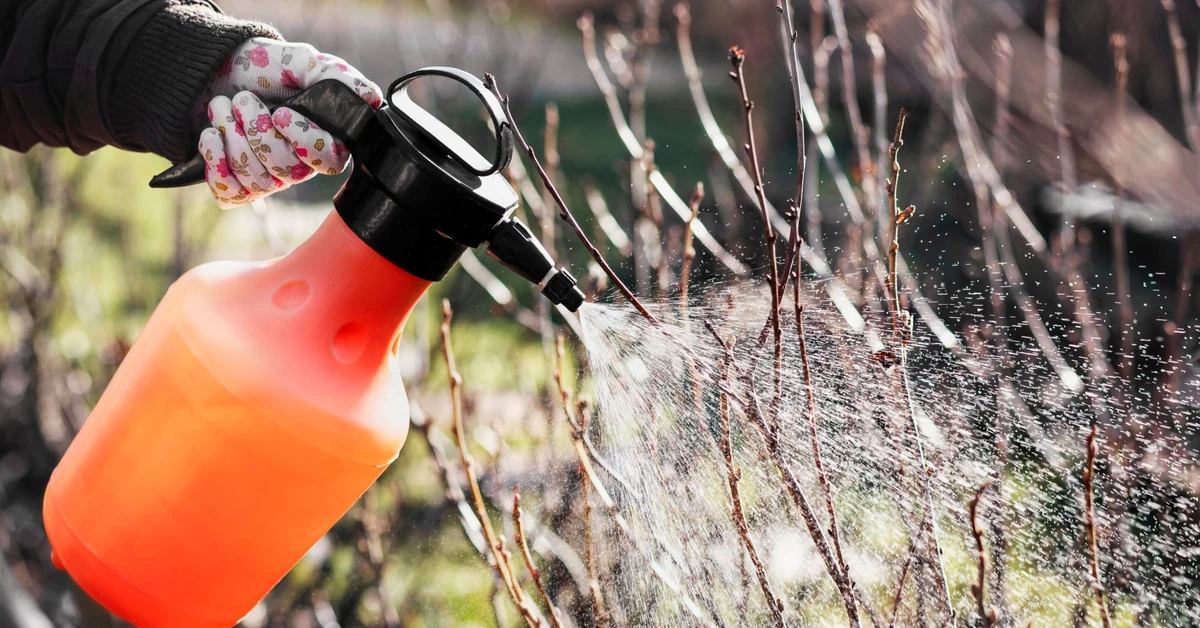 Zrób to w styczniu w ogrodzie, a mszyce nie wrócą wiosną ani latem. Ten zabieg skutecznie usunie larwy mszyc raz na zawsze