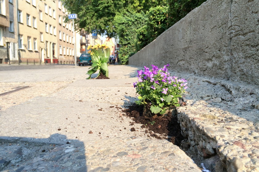 Aktywiści sadzili kwiatki w chodnikowych dziurach