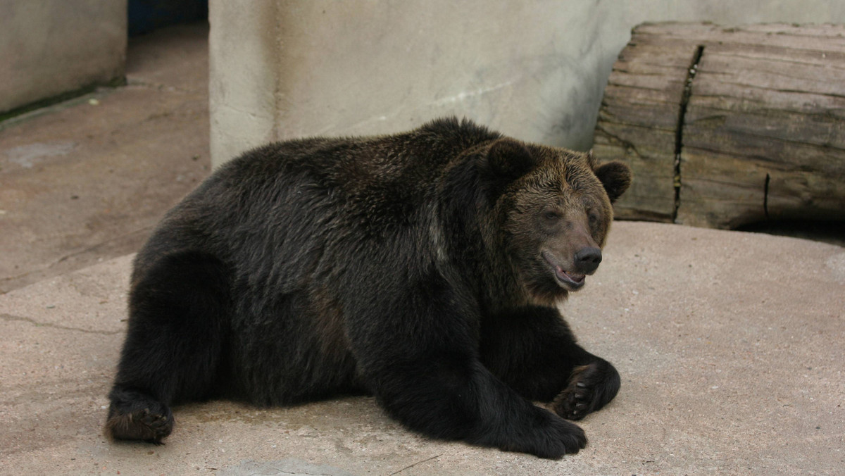 Cztery niedźwiedzie z ogrodu zoologicznego w Braniewie zostaną do końca roku zabrane do azylu w Poznaniu, gdzie będą miały lepsze warunki życia. Braniewskie zoo, które chce pozbyć się również innych zwierząt, ma zostać przekształcone w rodzinny park rozrywki.