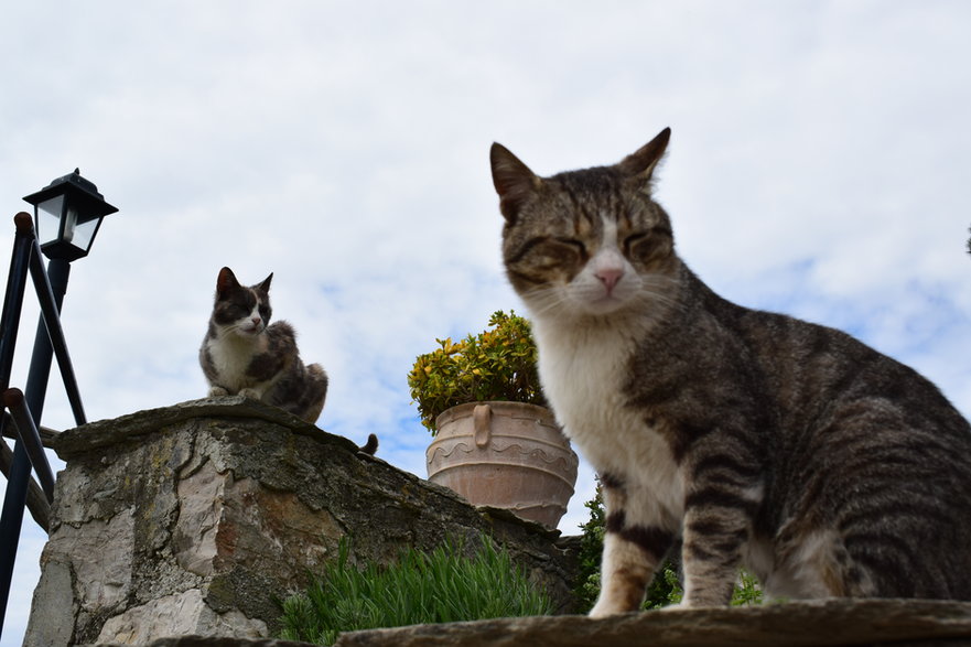 Koty wychodzące żyją krócej niż te żyjące w domu - Urszula/stock.adobe.com