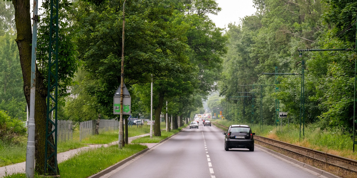 Katowice. Miasto chce wyciąć ponad 100 drzew pod budowę ścieżek rowerowych 